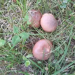 Saimaa Raikala * Vuoriniemi