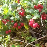 Saimaa Raikala * Vuoriniemi