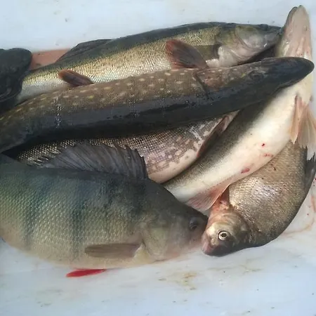 Saimaa Raikala Vuoriniemi