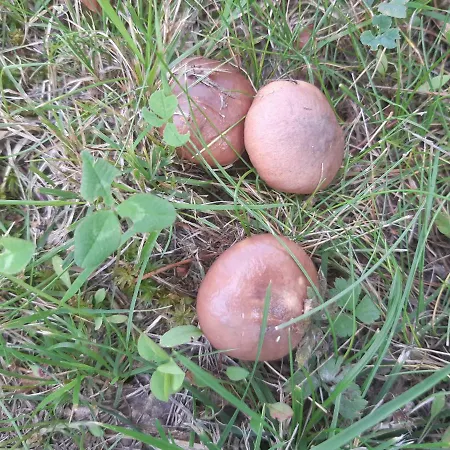 Saimaa Raikala * Vuoriniemi