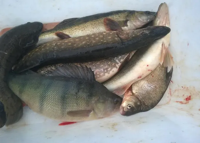 Saimaa Raikala Vuoriniemi