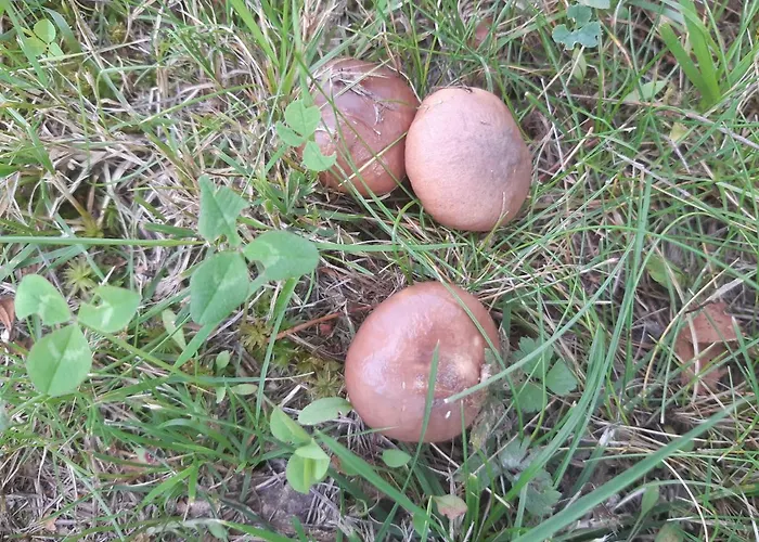 Saimaa Raikala * Vuoriniemi