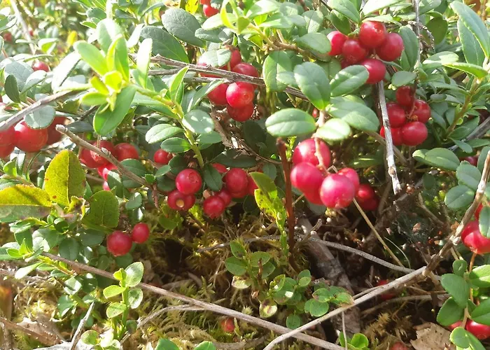 Saimaa Raikala * Vuoriniemi